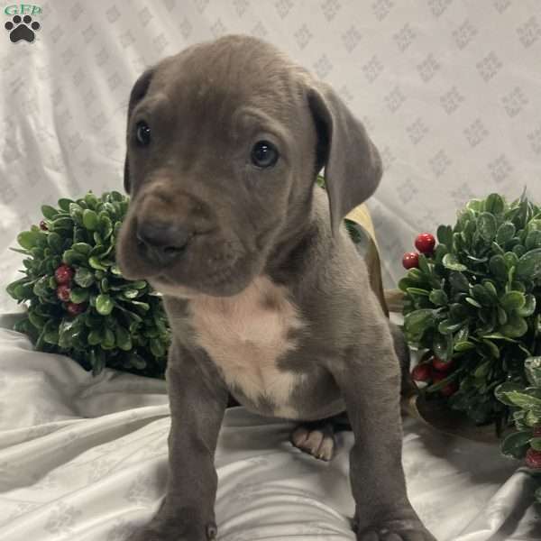 Lulu, Great Dane Puppy