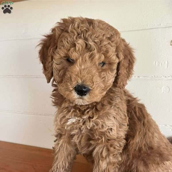 Brody, Goldendoodle Puppy