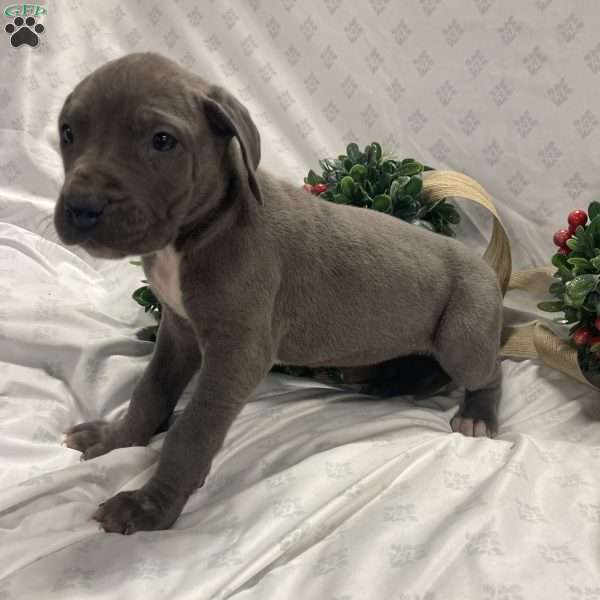 Lulu, Great Dane Puppy