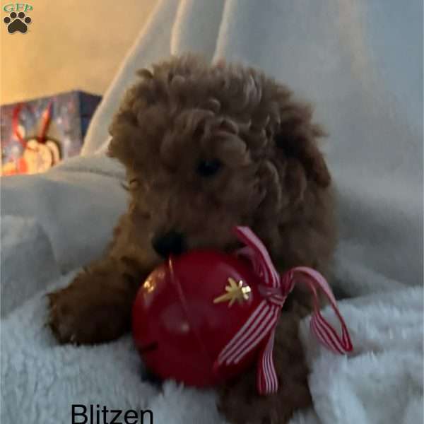 Blitzen, Mini Goldendoodle Puppy