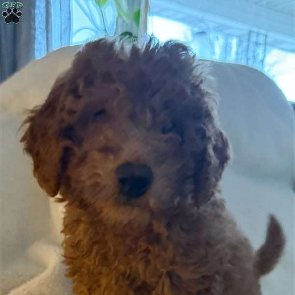 Doner, Mini Goldendoodle Puppy