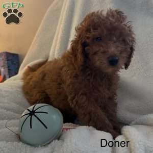 Doner, Mini Goldendoodle Puppy