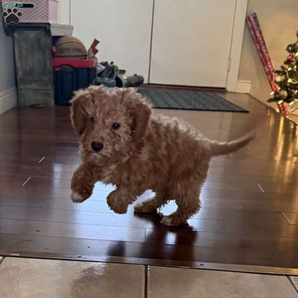 Vixen, Mini Goldendoodle Puppy