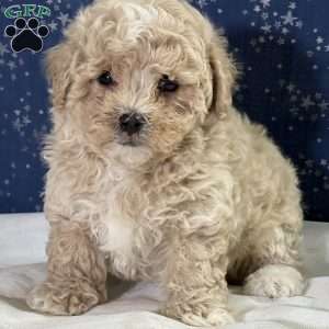 Timmy, Maltipoo Puppy