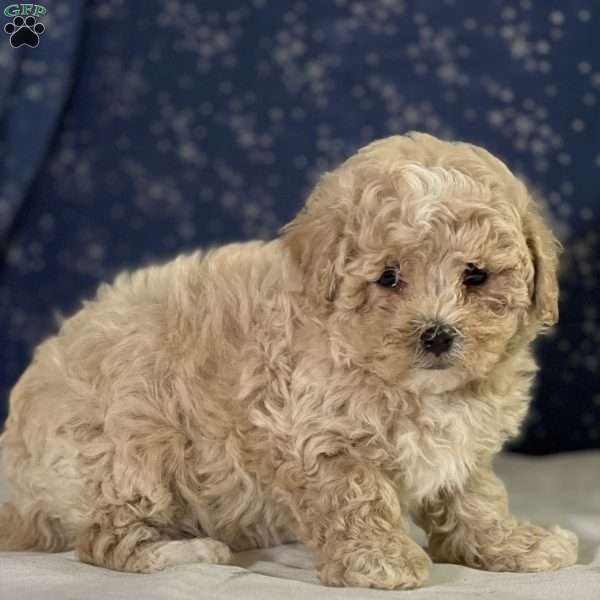 Timmy, Maltipoo Puppy