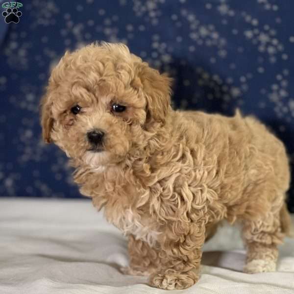 Taj, Maltipoo Puppy