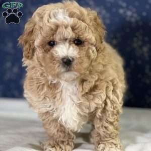 Tucker, Maltipoo Puppy