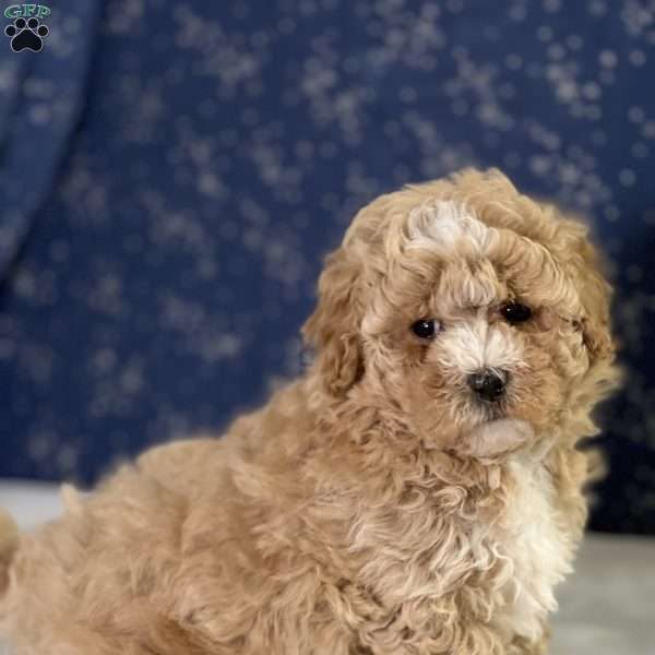 Tucker, Maltipoo Puppy