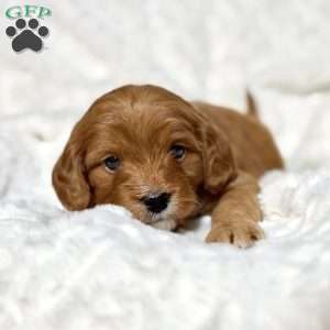 Noelle, Cavapoo Puppy