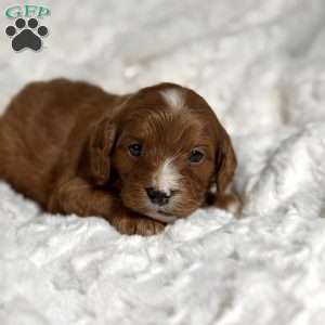 Evie, Cavapoo Puppy