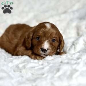 Evie, Cavapoo Puppy