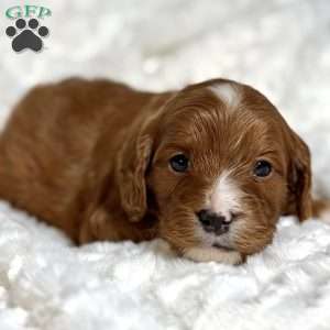 Evie, Cavapoo Puppy