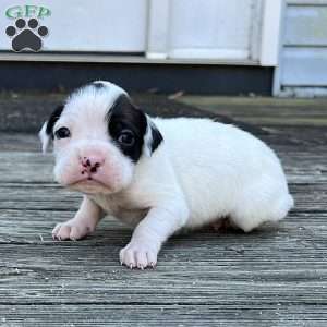 Noel, Boxer Puppy