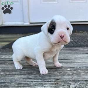 Natalie, Boxer Puppy