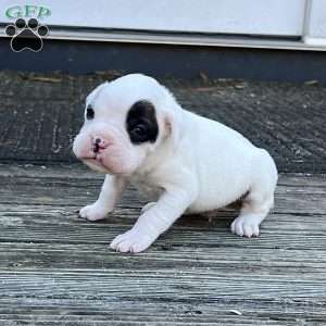 Neill, Boxer Puppy