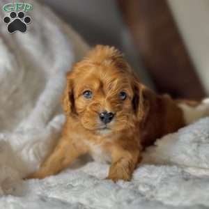 Elfie, Cavapoo Puppy