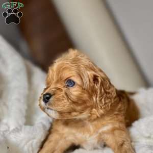 Elfie, Cavapoo Puppy