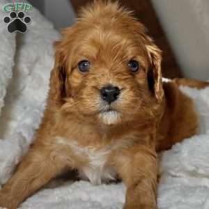 Elfie, Cavapoo Puppy