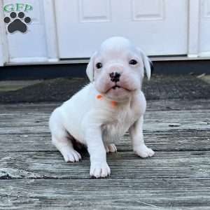 Nena, Boxer Puppy