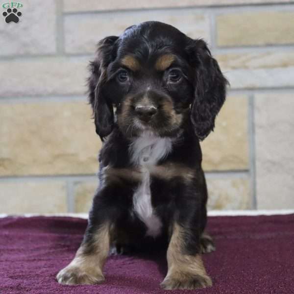 Ricky, Cocker Spaniel Puppy