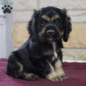 Sonny, Cocker Spaniel Puppy