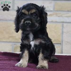 Sonny, Cocker Spaniel Puppy