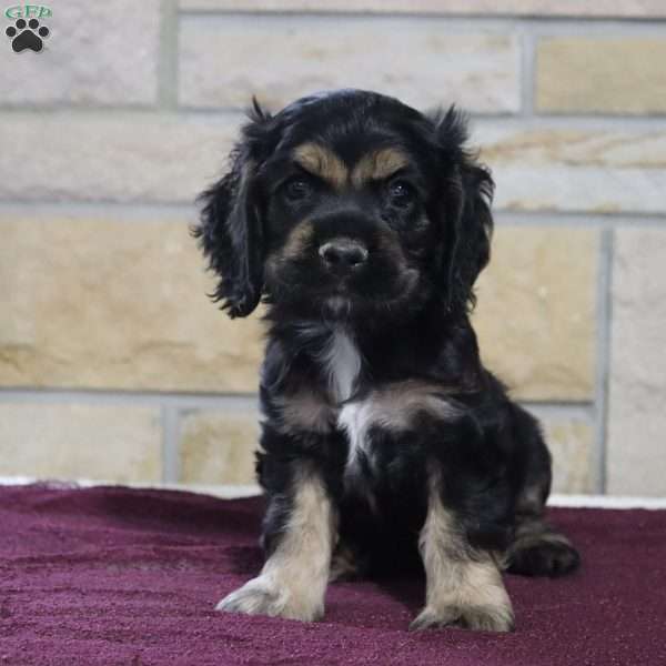 Sonny, Cocker Spaniel Puppy