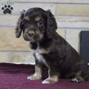 Rolo, Cocker Spaniel Puppy