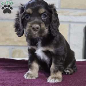 Rolo, Cocker Spaniel Puppy