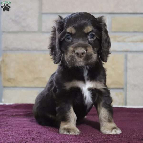 Rolo, Cocker Spaniel Puppy