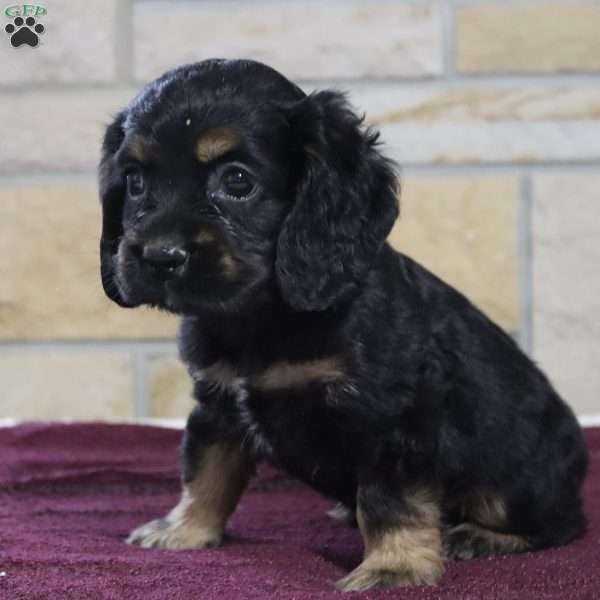 Shelby, Cocker Spaniel Puppy