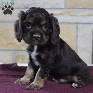 Sammy, Cocker Spaniel Puppy