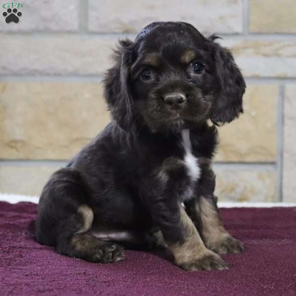 Sammy, Cocker Spaniel Puppy