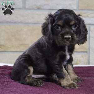 Sammy, Cocker Spaniel Puppy