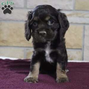 Sammy, Cocker Spaniel Puppy