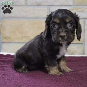 Robert, Cocker Spaniel Puppy