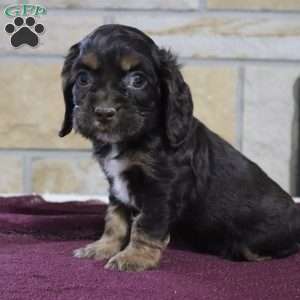 Robert, Cocker Spaniel Puppy