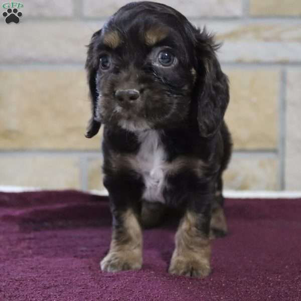 Robert, Cocker Spaniel Puppy