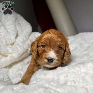 Carol, Cavapoo Puppy