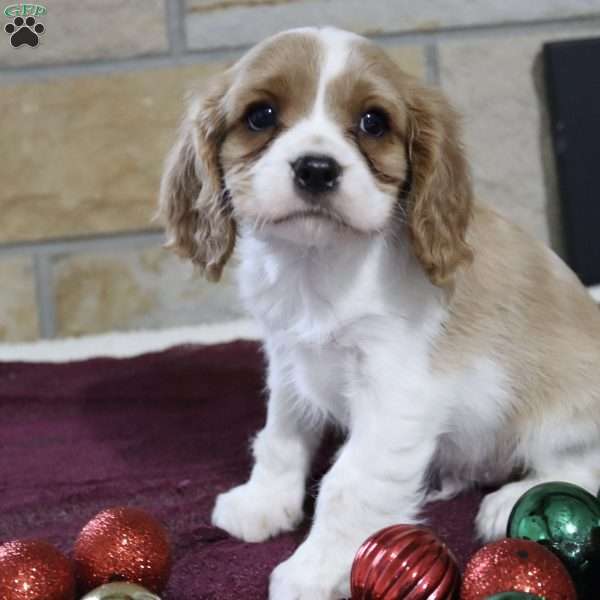 Teddy, Cavalier King Charles Spaniel Puppy