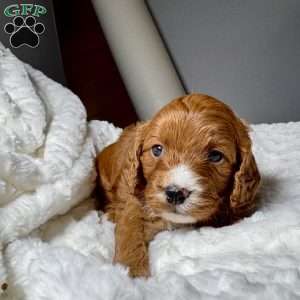 Carol, Cavapoo Puppy