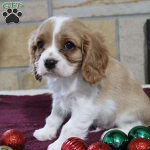 Teddy, Cavalier King Charles Spaniel Puppy