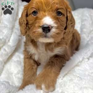 Carol, Cavapoo Puppy