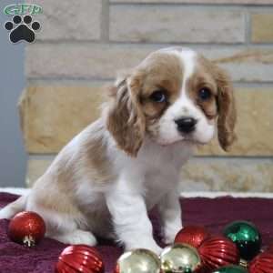 Teddy, Cavalier King Charles Spaniel Puppy