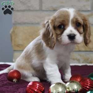 Teddy, Cavalier King Charles Spaniel Puppy