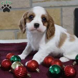 Tammy, Cavalier King Charles Spaniel Puppy