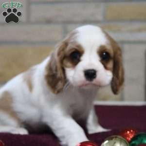 Tammy, Cavalier King Charles Spaniel Puppy