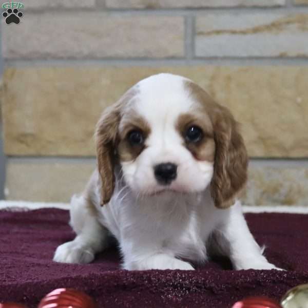 Tammy, Cavalier King Charles Spaniel Puppy