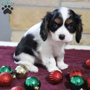 Mickey, Cavalier King Charles Spaniel Puppy