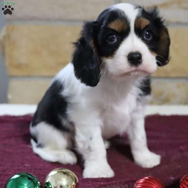 Mickey, Cavalier King Charles Spaniel Puppy